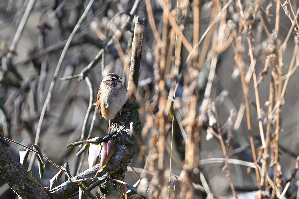 Swamp Sparrow - ML612495117