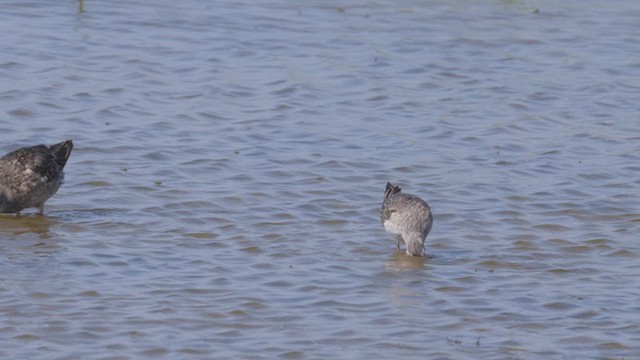 Stilt Sandpiper - ML612495157