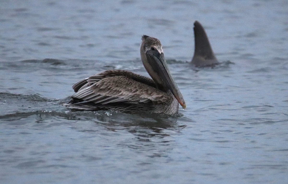 Brown Pelican - ML612495256