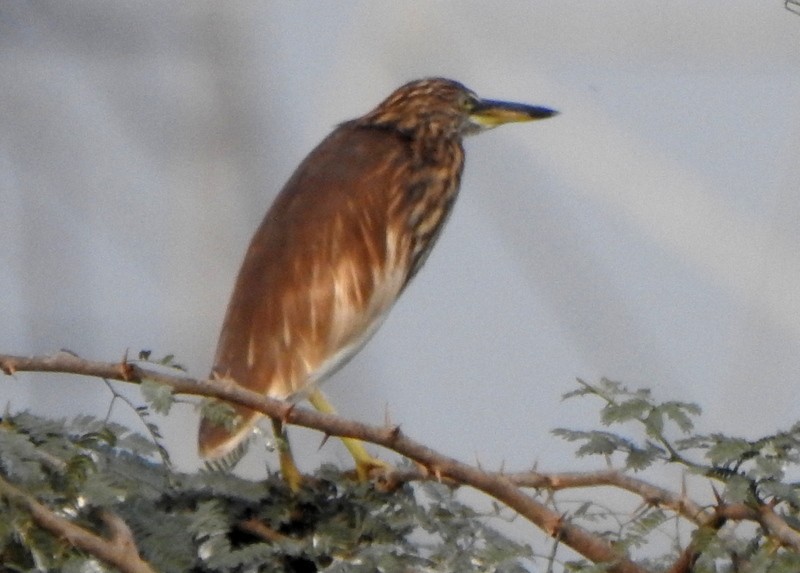 Indian Pond-Heron - ML612495268