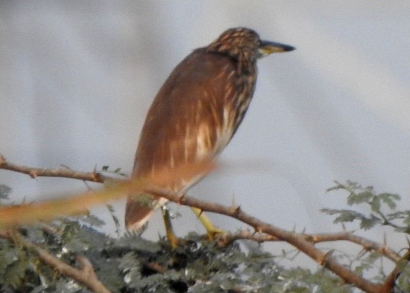 Indian Pond-Heron - ML612495269