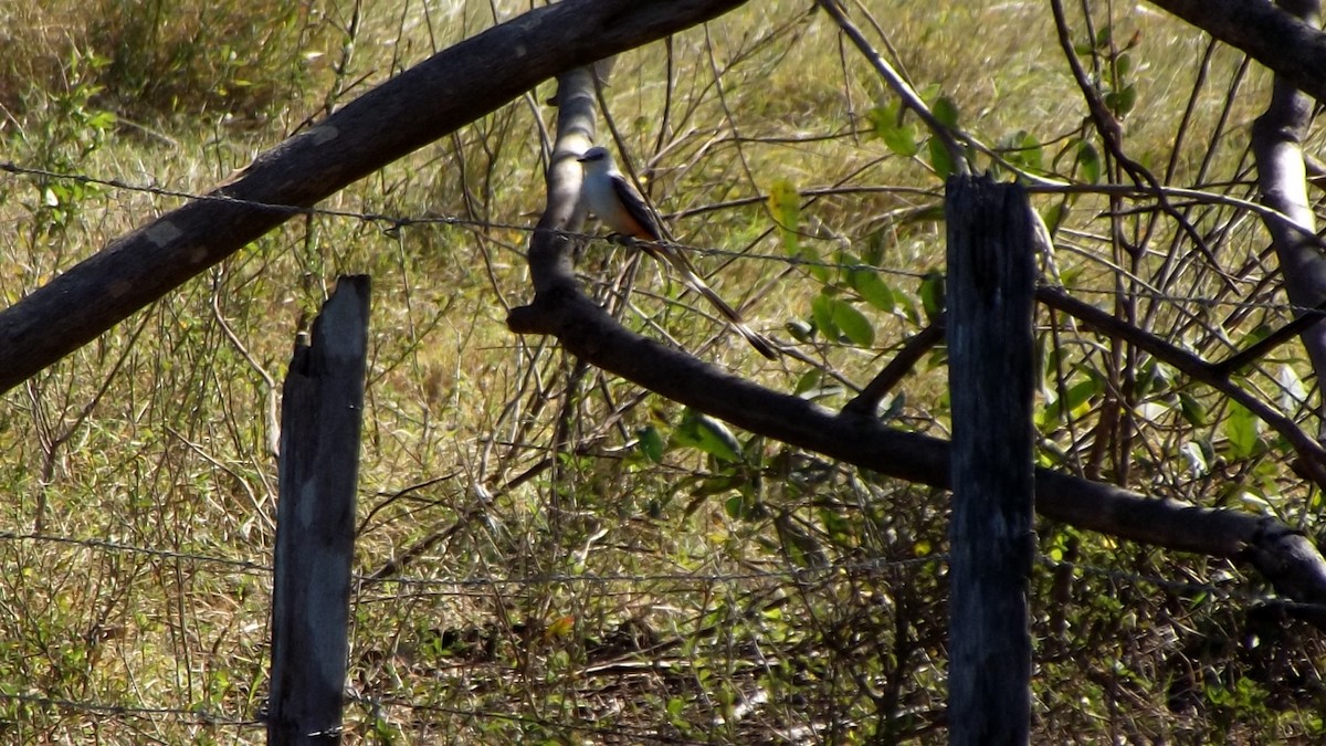 Scissor-tailed Flycatcher - ML612495293