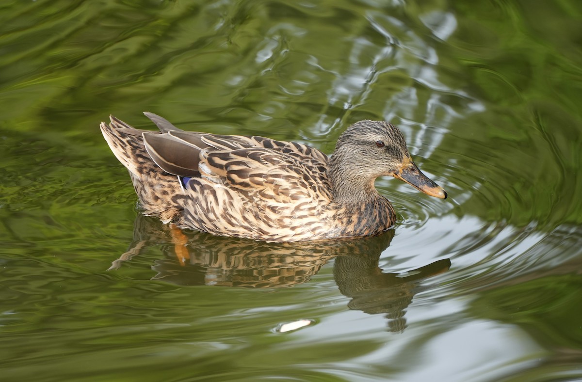 Mallard - ML612495354