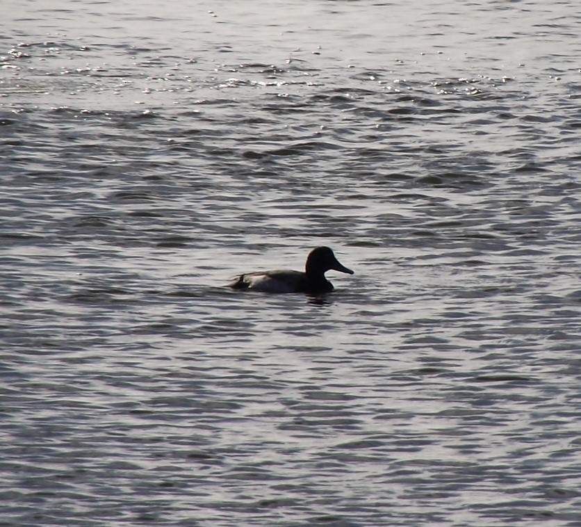 Greater Scaup - ML612495355