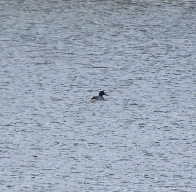 Greater Scaup - ML612495356