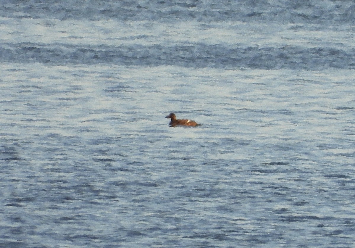 White-winged Scoter - Martine Parent