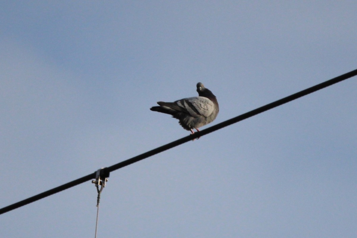 Rock Pigeon (Feral Pigeon) - ML612495398
