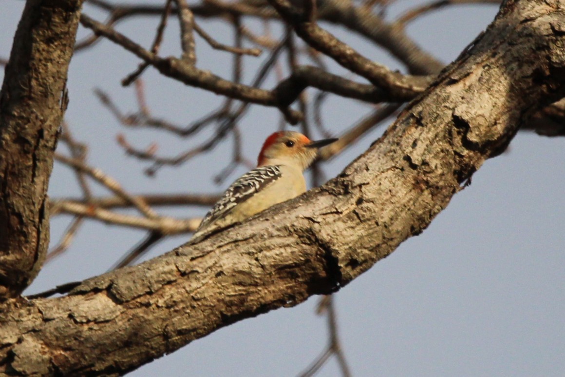 Red-bellied Woodpecker - ML612495421