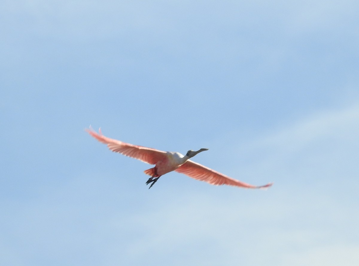 Roseate Spoonbill - ML612495469