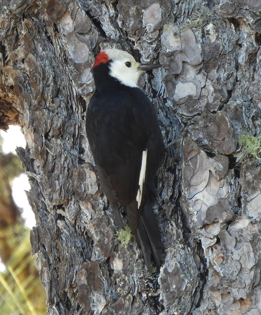 White-headed Woodpecker - ML612495484