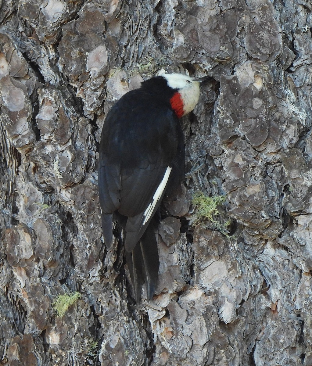 White-headed Woodpecker - ML612495497