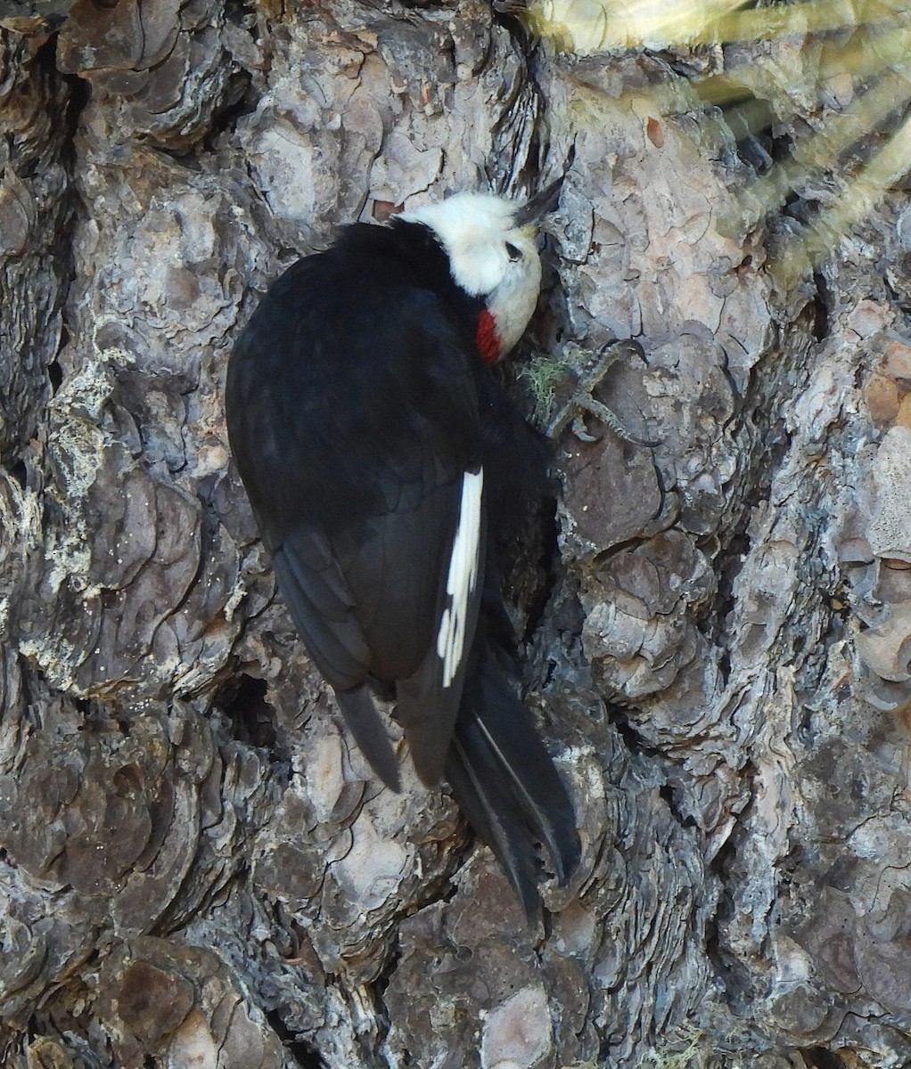 White-headed Woodpecker - ML612495502