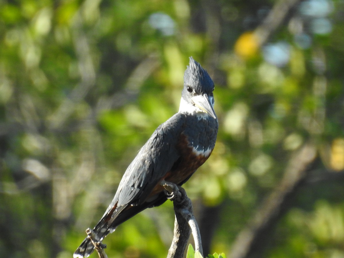 Ringed Kingfisher - ML612495520