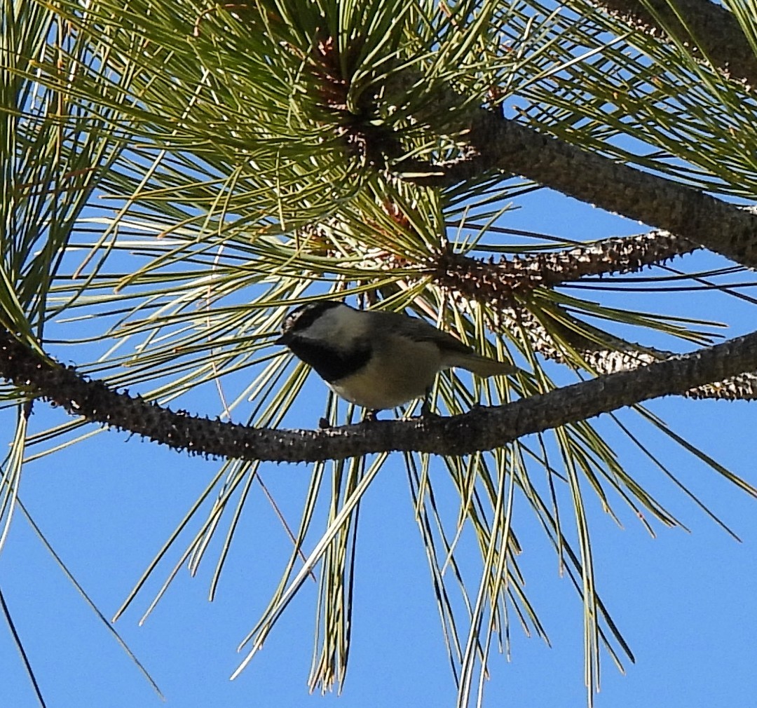 Mountain Chickadee - ML612495548