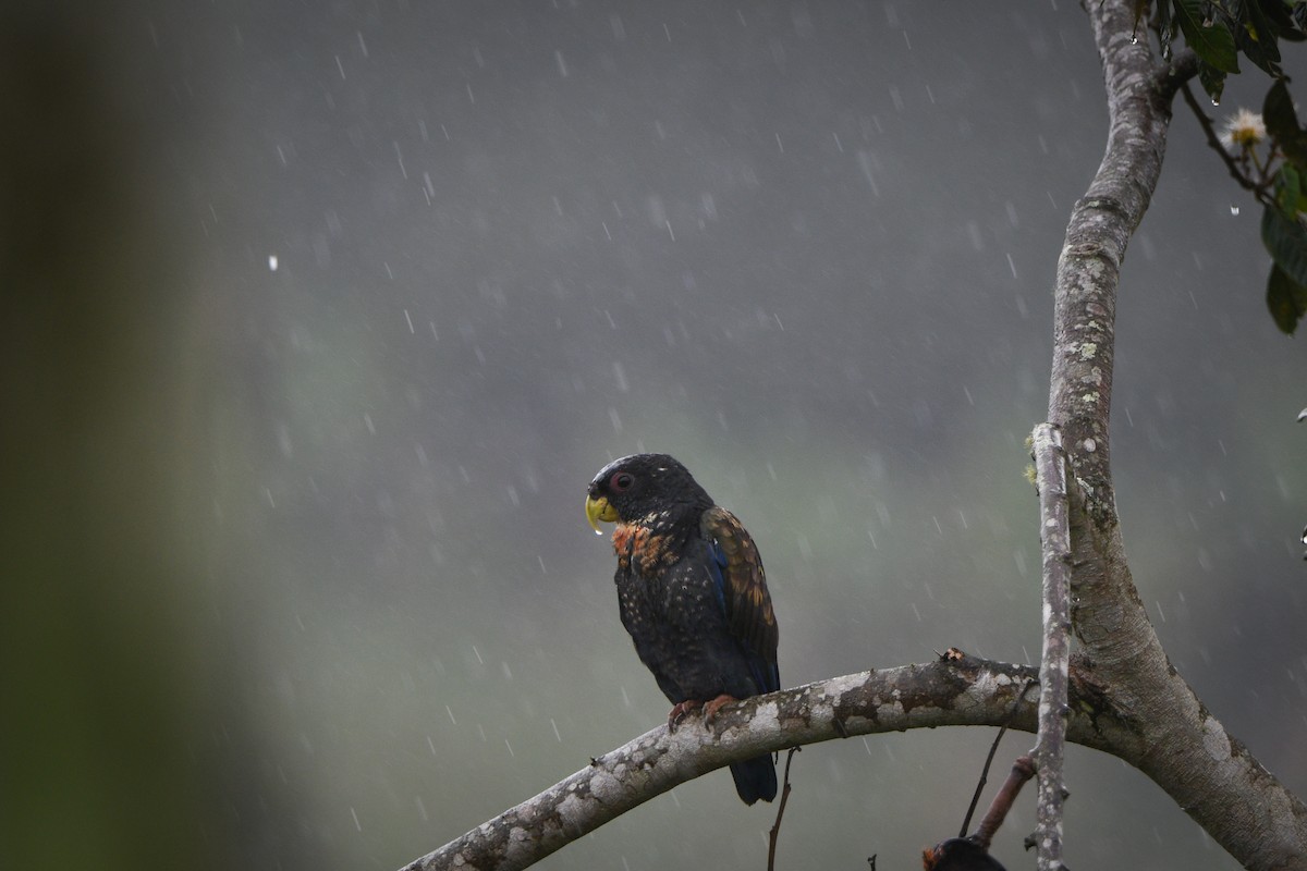 Bronze-winged Parrot - ML612495581