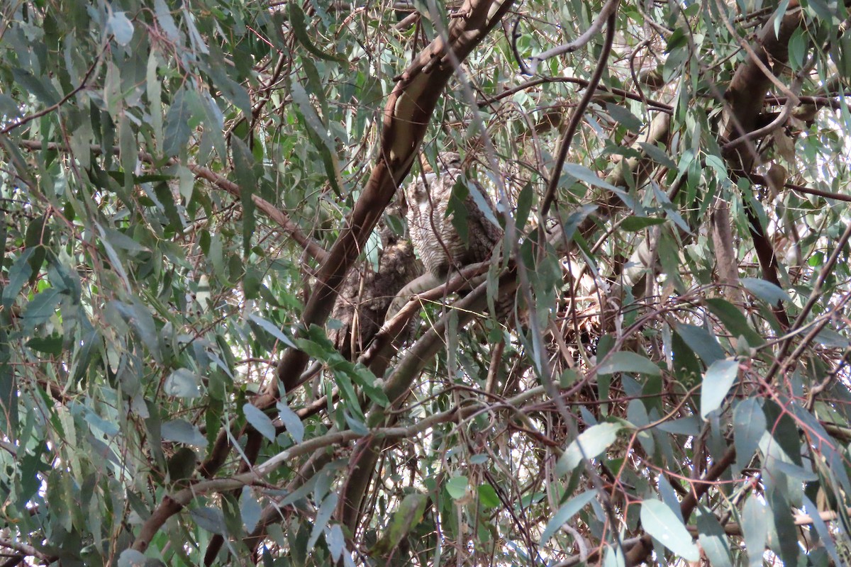 Great Horned Owl - ML612495585