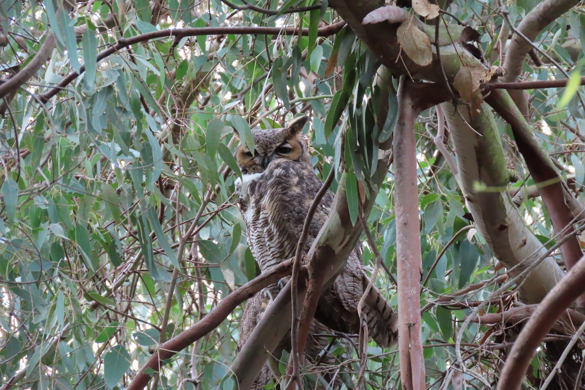 Great Horned Owl - ML612495586