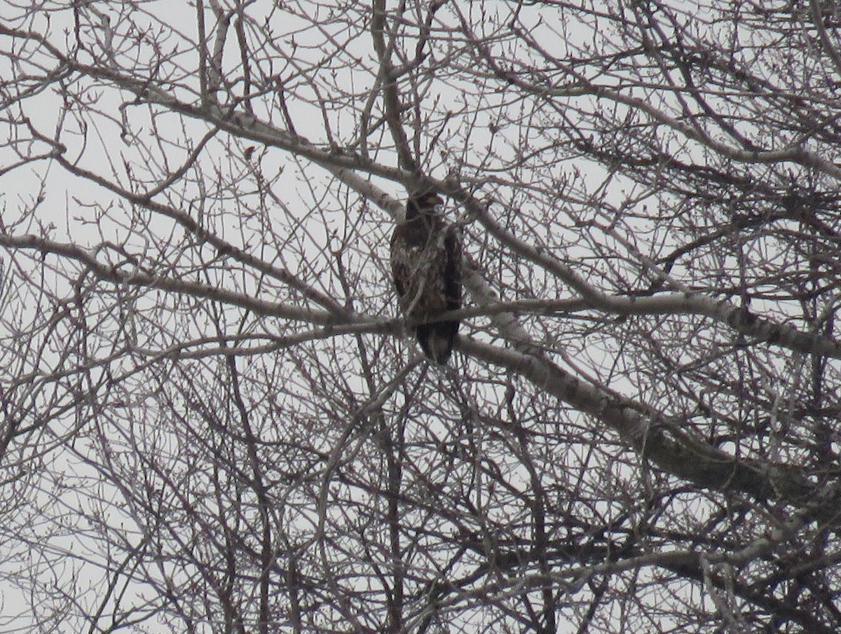 Bald Eagle - ML612495722