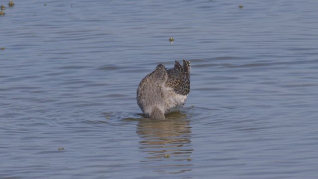 Long-billed Dowitcher - ML612495756