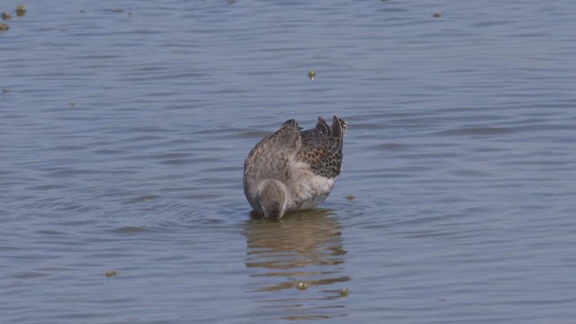 長嘴半蹼鷸 - ML612495758