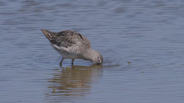 Long-billed Dowitcher - ML612495759