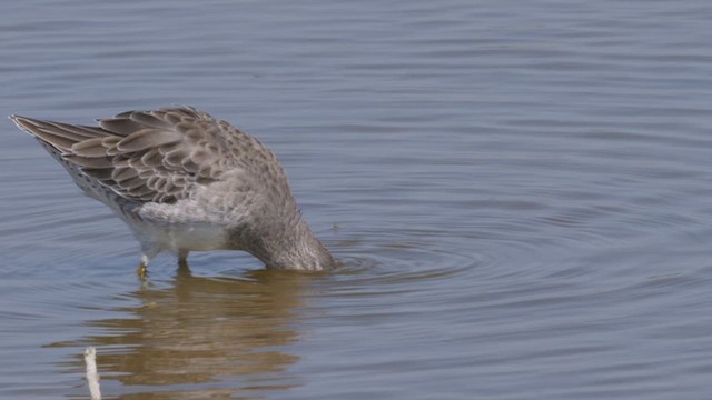 Long-billed Dowitcher - ML612495760