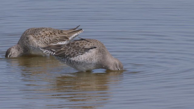 langnebbekkasinsnipe - ML612495761