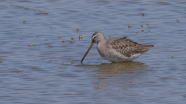 langnebbekkasinsnipe - ML612495762