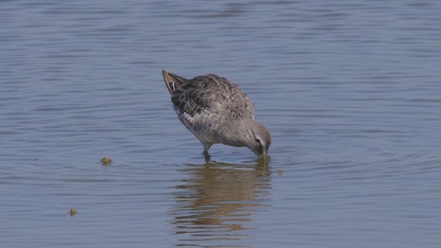 Long-billed Dowitcher - ML612495763