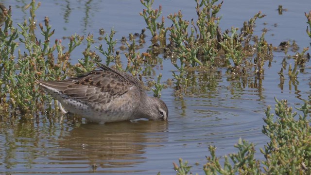 Long-billed Dowitcher - ML612495764