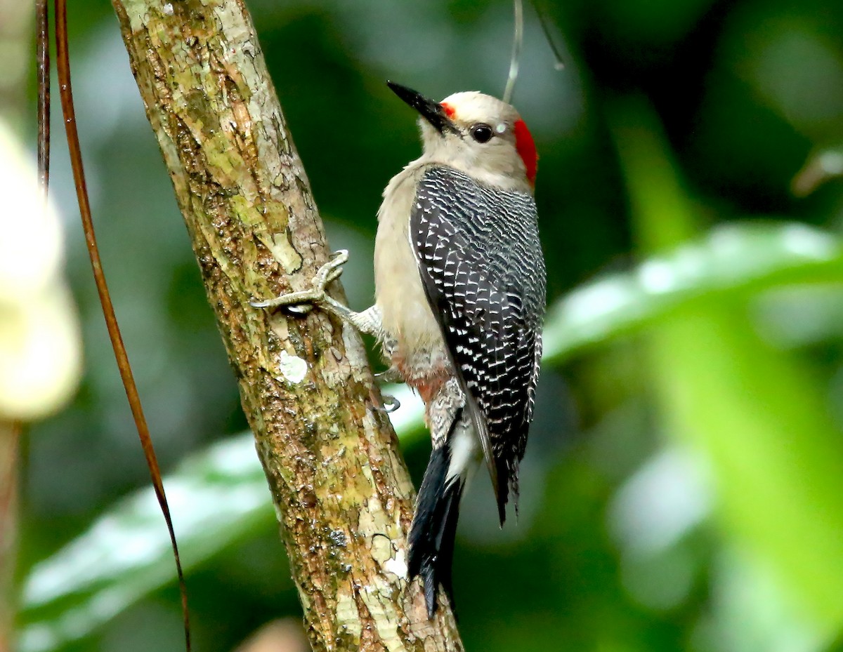 Golden-fronted Woodpecker - ML612495804