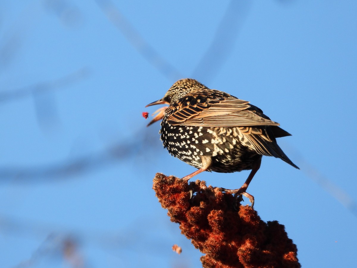 European Starling - ML612495859