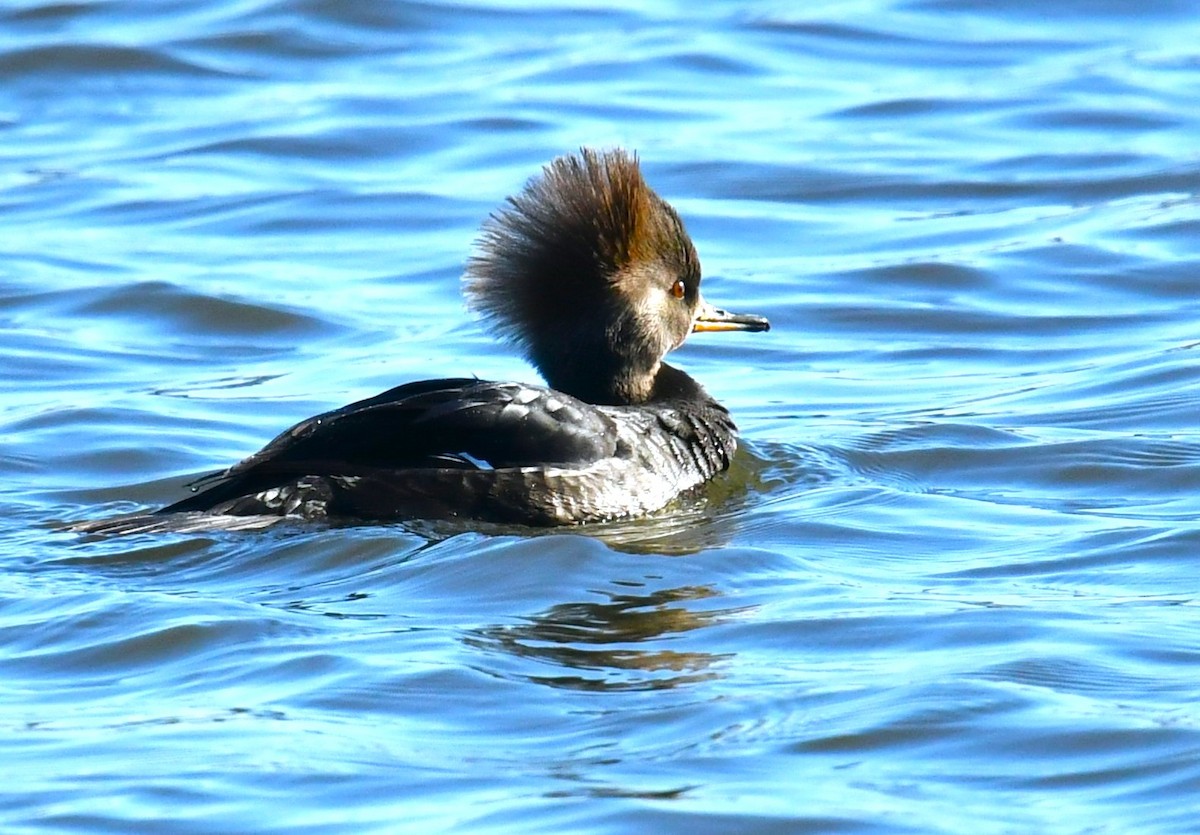 Hooded Merganser - MJ Heatherington