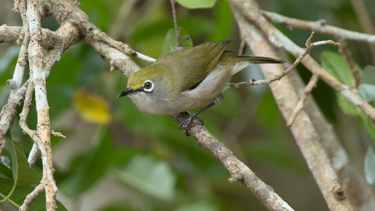 Christmas Island White-eye - David Newell