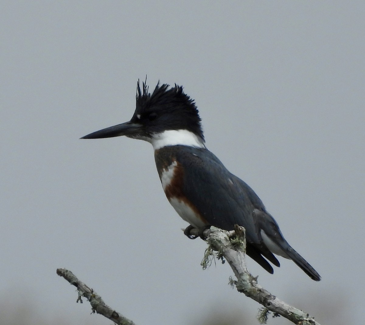 Belted Kingfisher - ML612496178