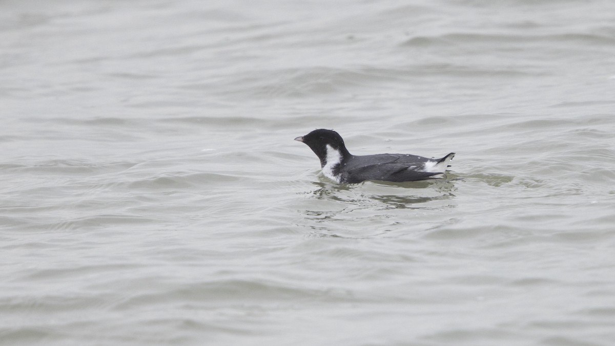 Ancient Murrelet - ML612496181