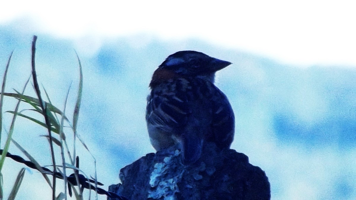 Rufous-collared Sparrow - ML612496223