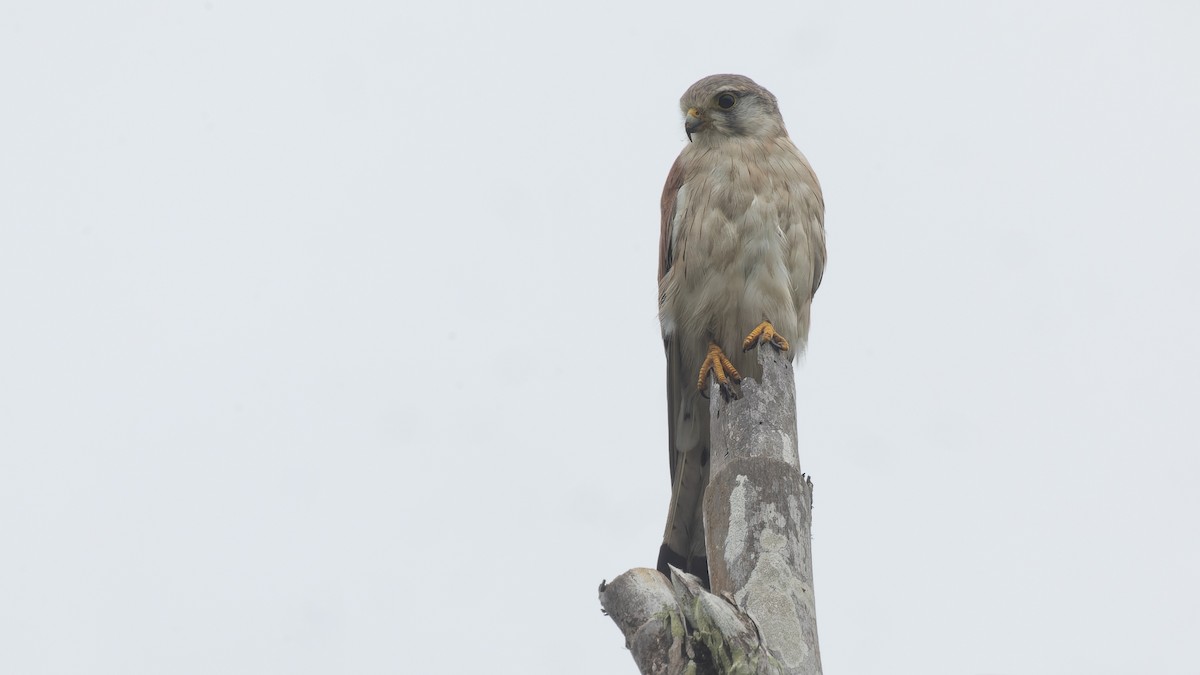 Nankeen Kestrel - ML612496233