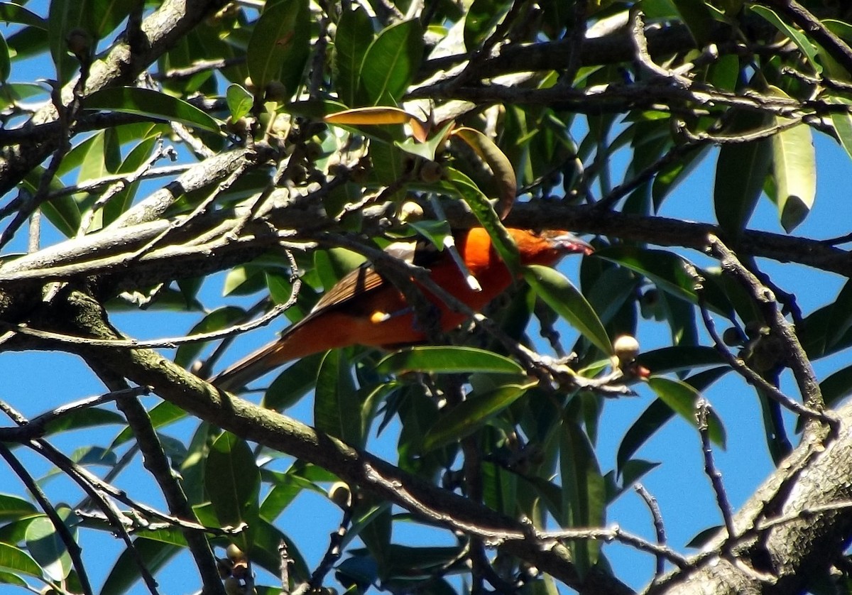 Flame-colored Tanager - ML612496376