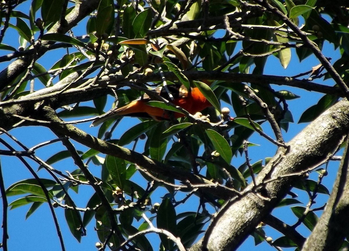 Flame-colored Tanager - ML612496377