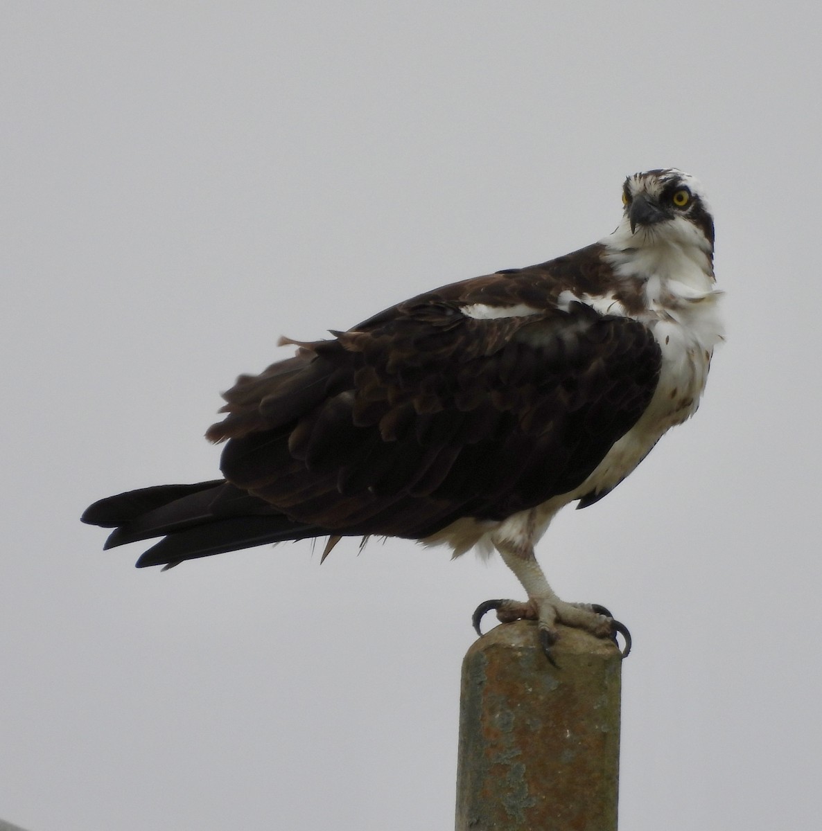 Águila Pescadora - ML612496397