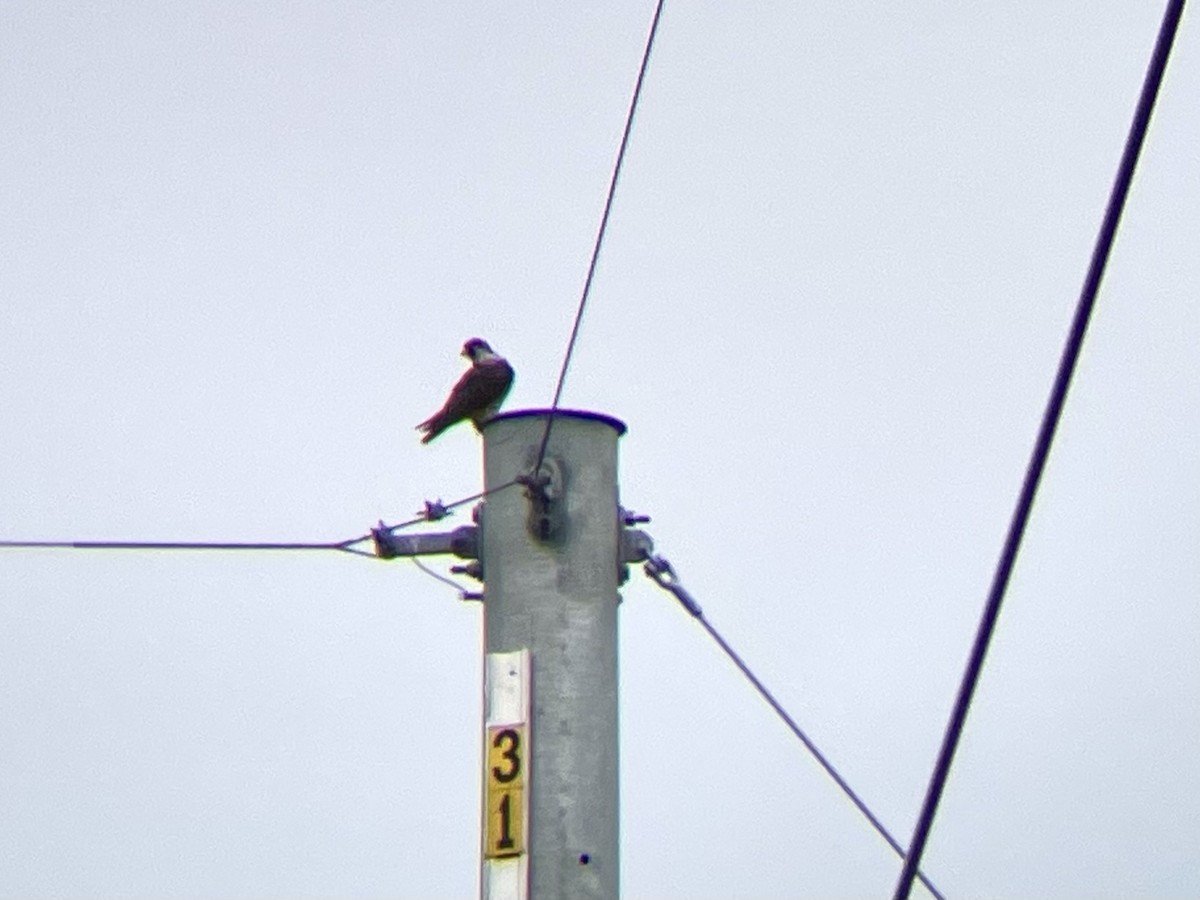 Peregrine Falcon - Lisa Owens