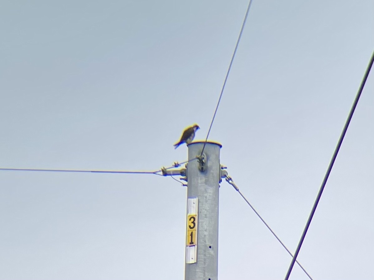 Peregrine Falcon - Lisa Owens