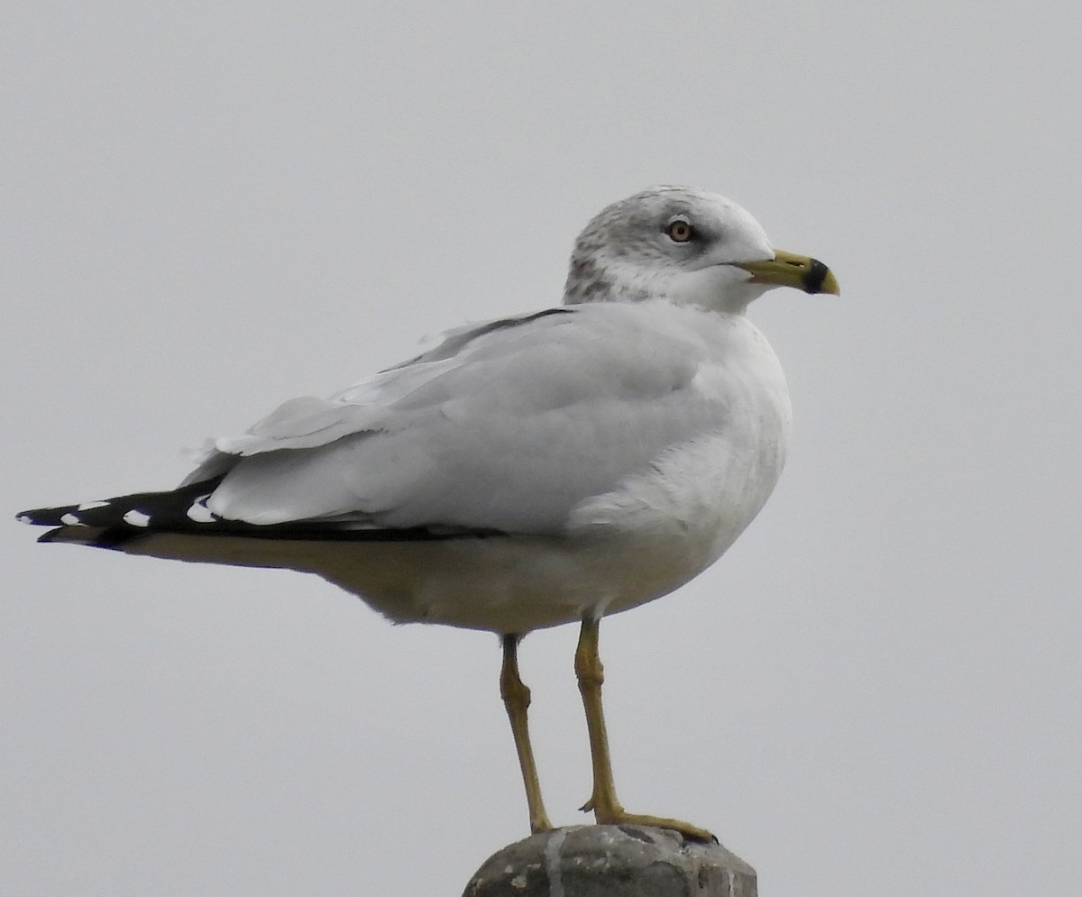 Ring-billed Gull - ML612496653