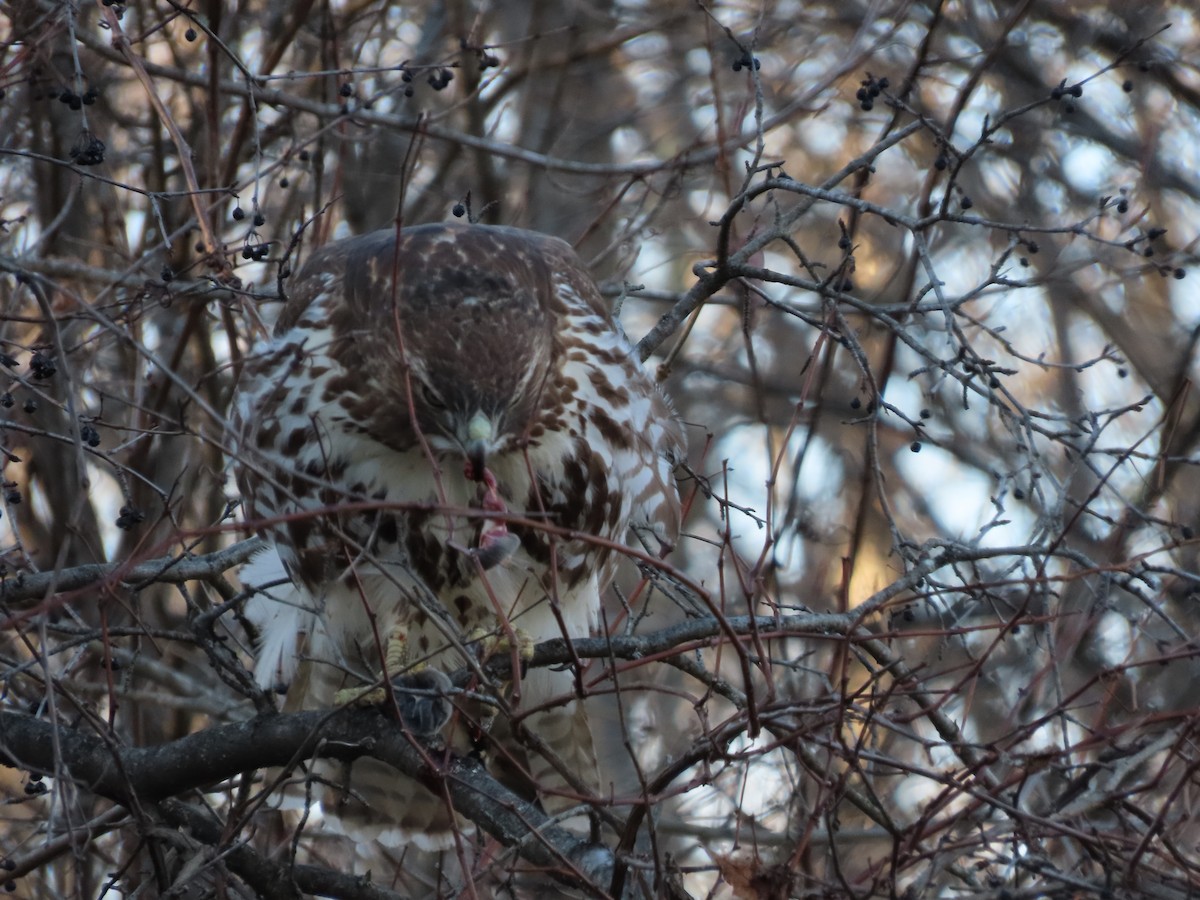 Red-tailed Hawk - ML612496678