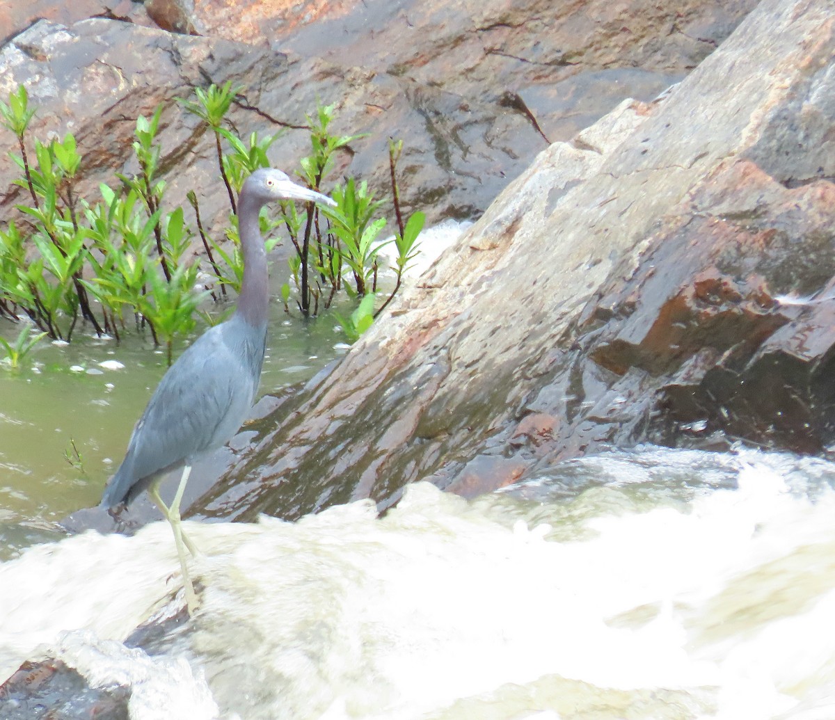 Little Blue Heron - ML612496683