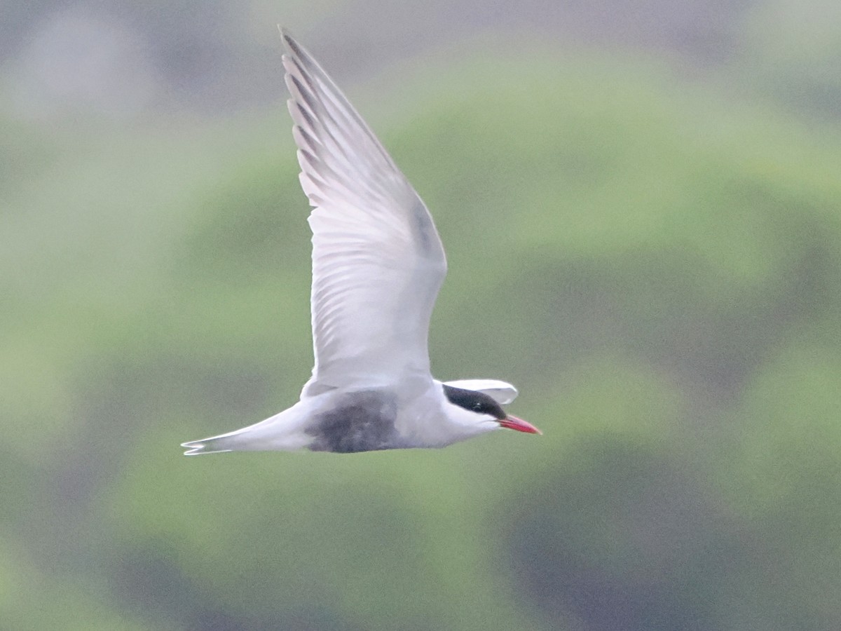 Whiskered Tern - Charles Lam