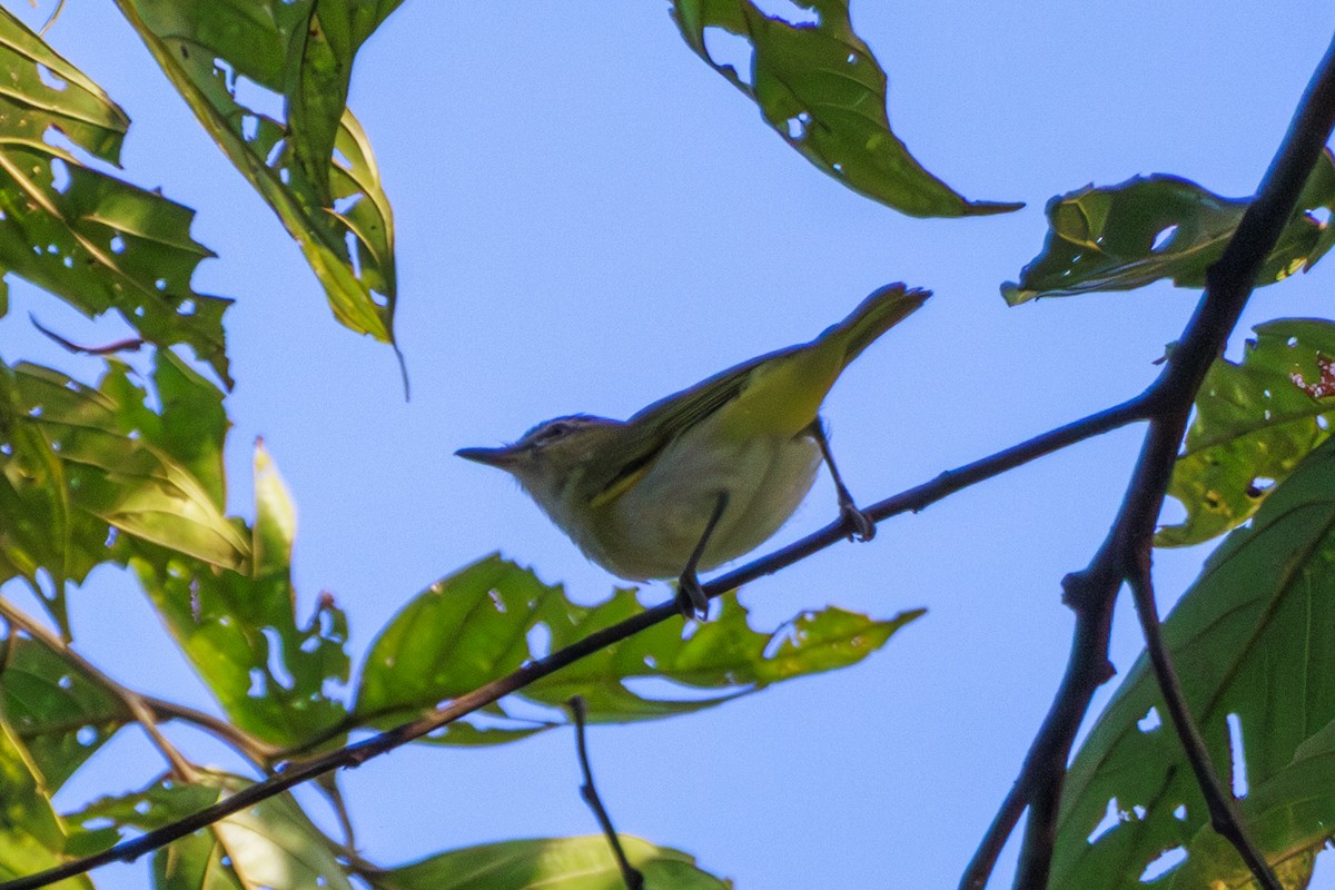 Vireo Ojirrojo/Chiví - ML612496987