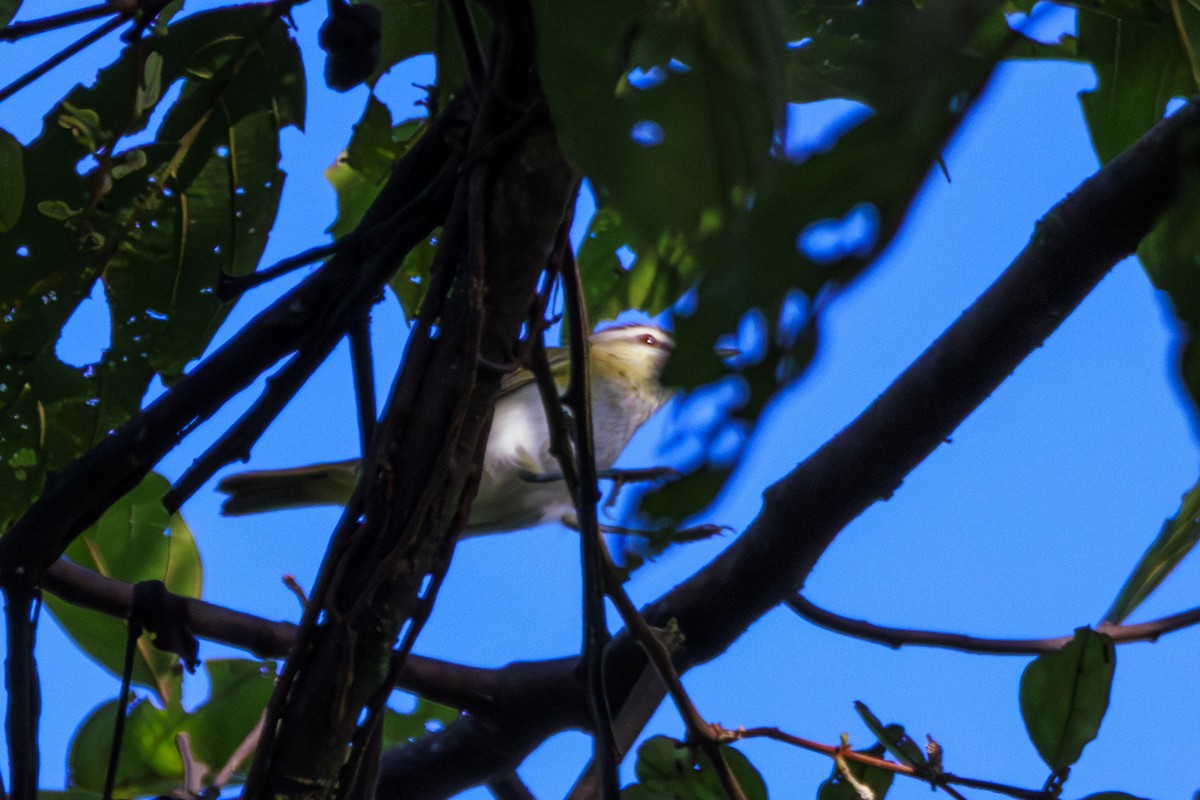 Red-eyed/Chivi Vireo - Frank Dietze