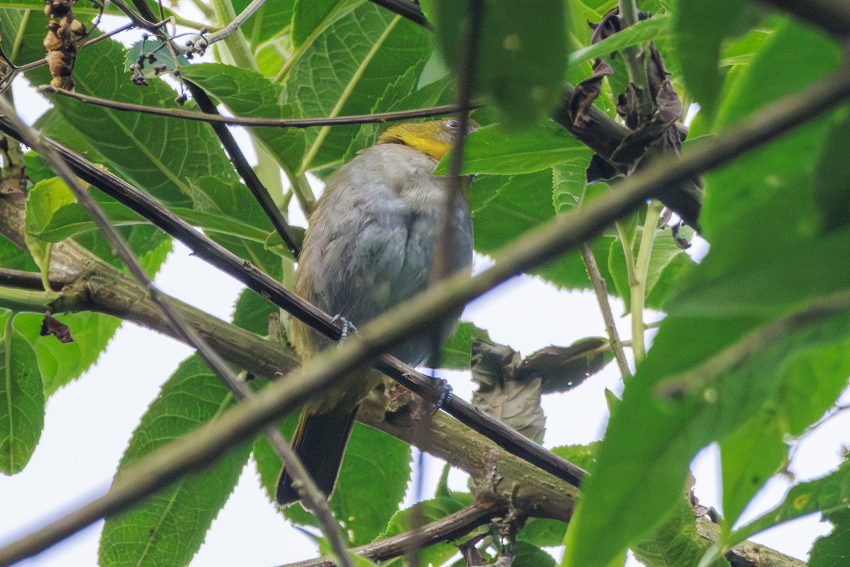 Yellow-throated Chlorospingus - ML612497035